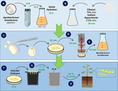 Soybean Embryonic Axis Transformation: Combining Biolistic and Agrobacterium-Mediated Protocols to Overcome Typical Complications of In Vitro Plant Regeneration